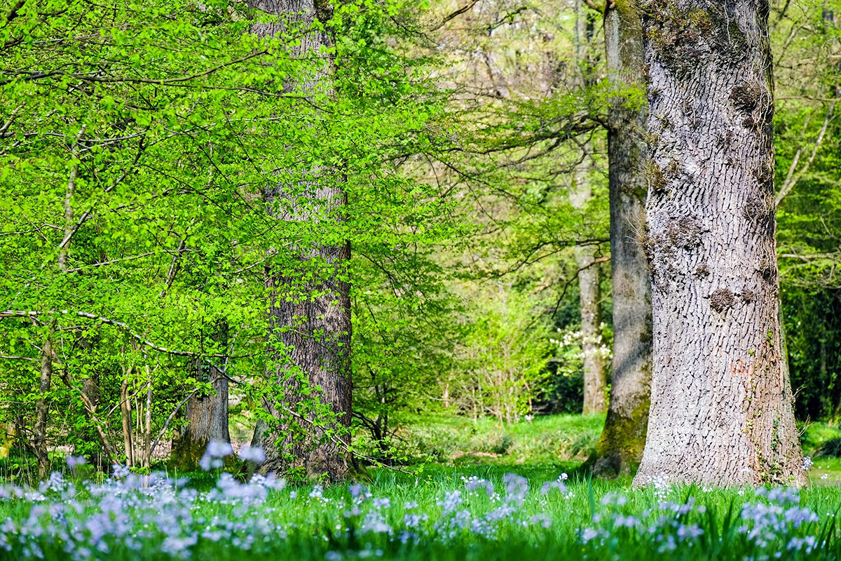 Frühlingswald, Foto: Pixabay
