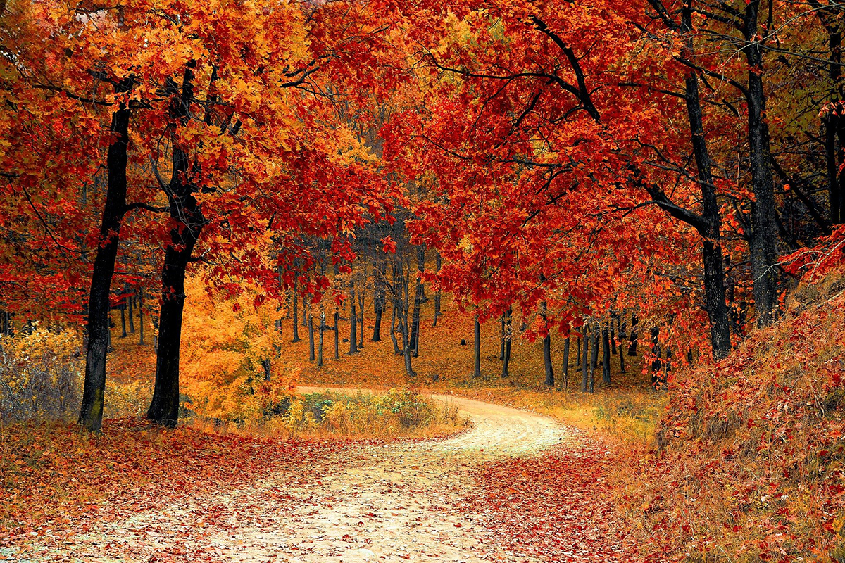 Herbstspaziergang im Wald