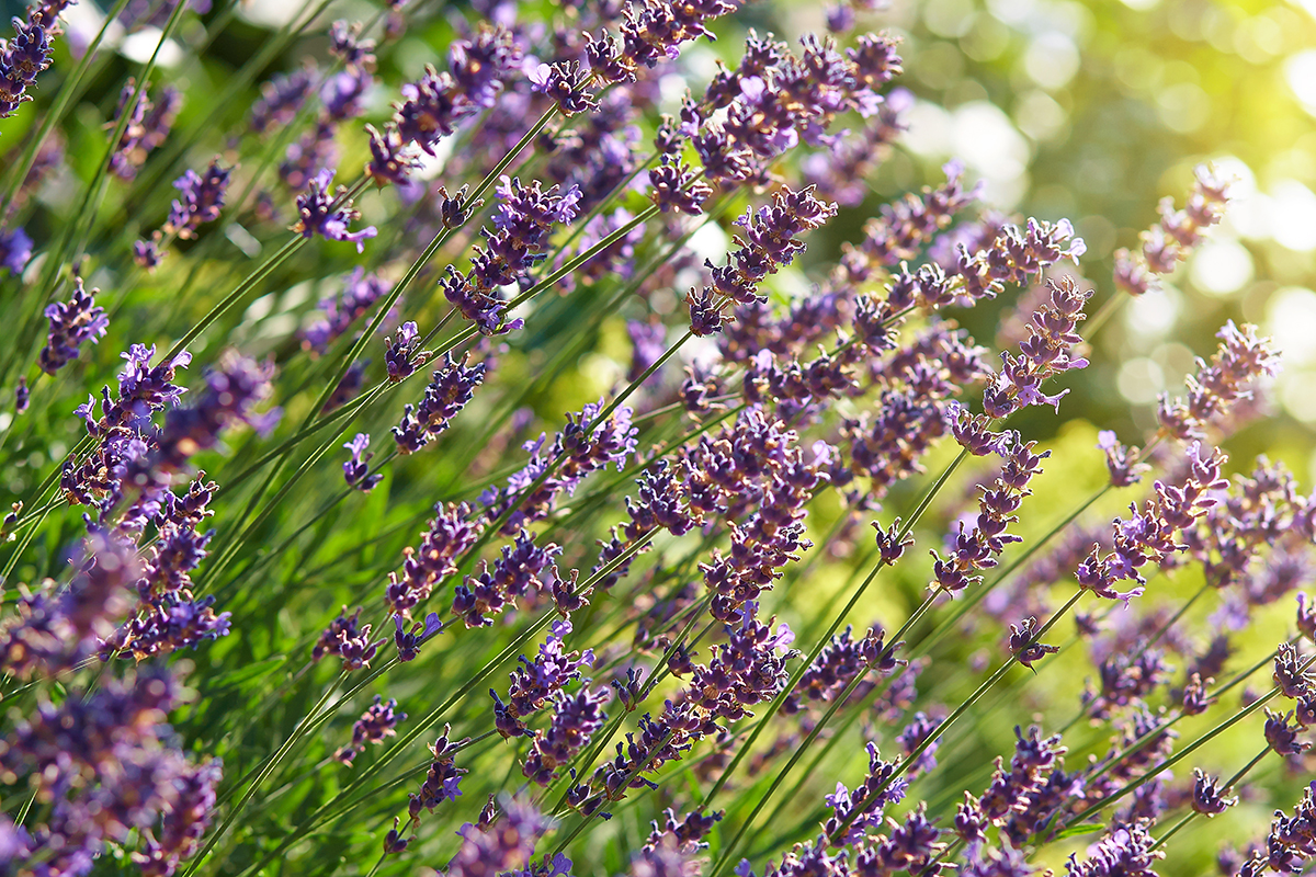 Lavendel, World of STYX - Kräutergarten