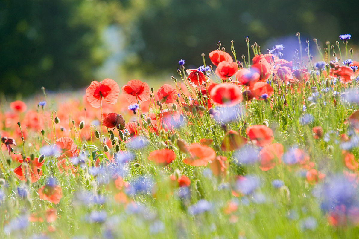 Eine Sommerwiese pflanzen