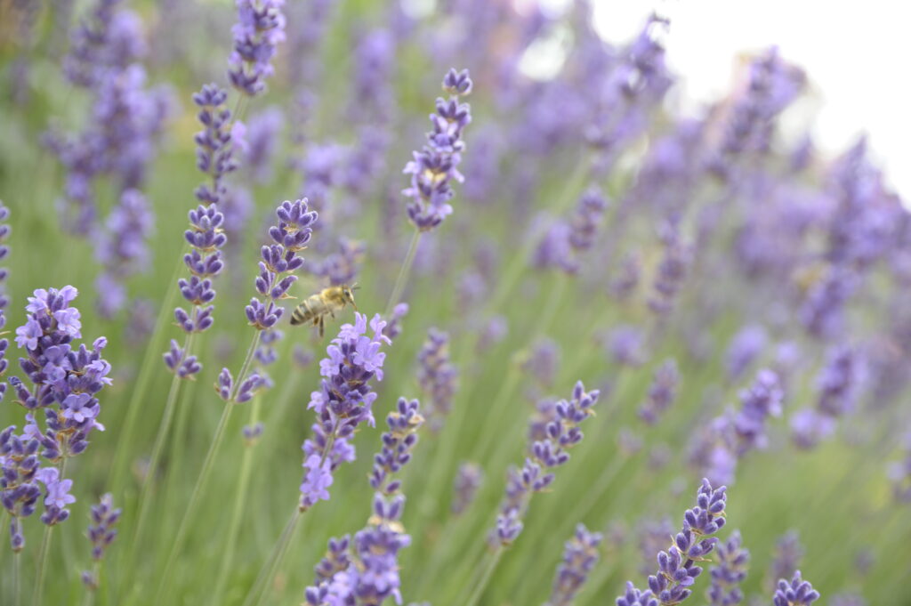 Lavendel Foto: JuditK
