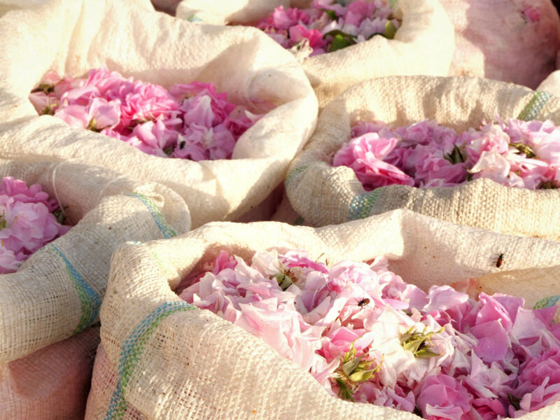 Rosa damascena