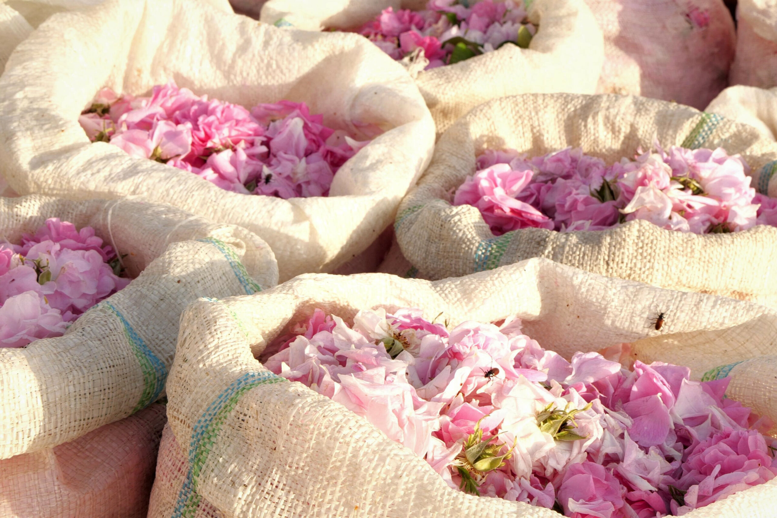 Rosa damascena