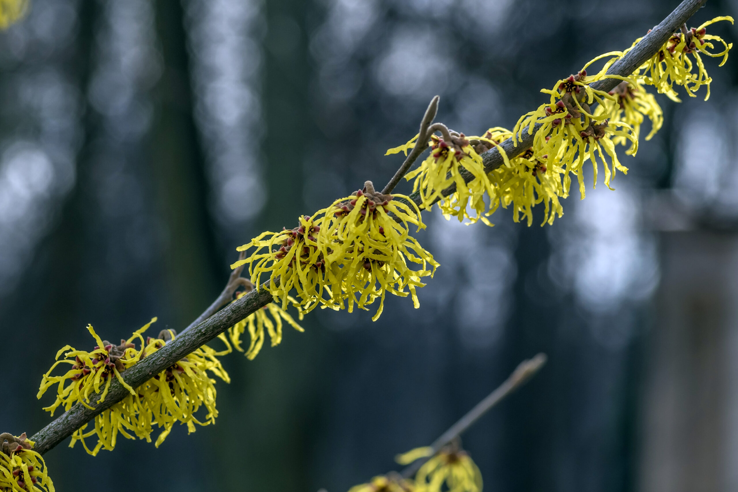 Hamamelis